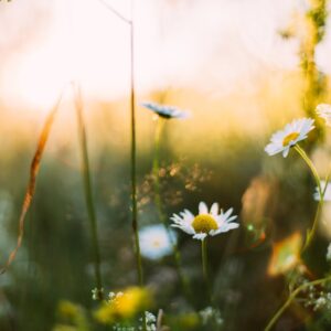 Digital Event: Spring Forward: Bloom into Your Ideal Career with Caroline Vassiliades